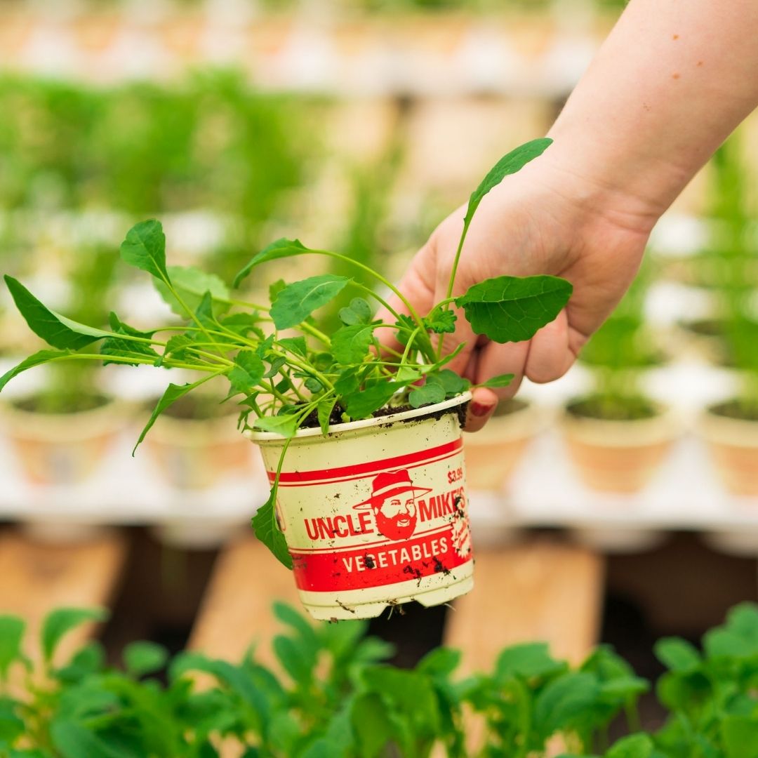 Kale – Toscano – 4″ Pot
